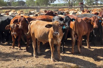 108 Crossbred Steers