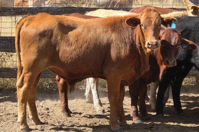 108 Crossbred Steers