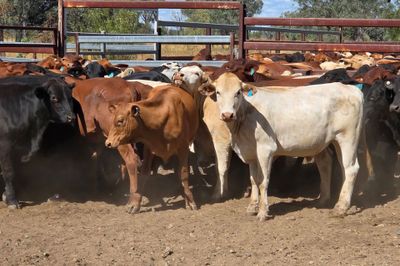 108 Crossbred Steers