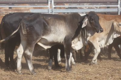 12-18 Decks of Brahman & Xbred Heifers