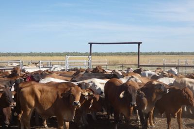 12-18 Decks of Brahman & XBred Steers