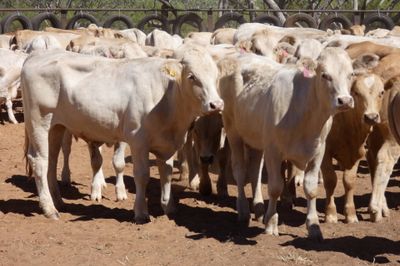 App. 108 VGQ Charolais X No.5 mixed weaners