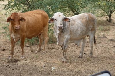 Approx. 76x76 Cows & Calves/weaners