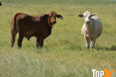 240 Xbred Steers & Heifers