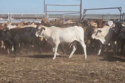 12-18 Decks of Brahman & Xbred Heifers