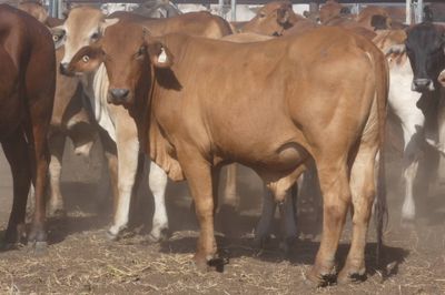 12-18 Decks of Brahman & XBred Steers