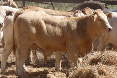 App. 108 VGQ Charolais X No.5 mixed weaners