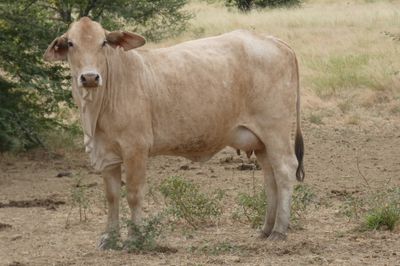 Approx. 76x76 Cows & Calves/weaners