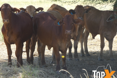 240 Xbred Steers & Heifers