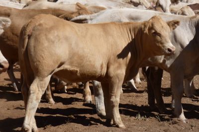 App. 108 VGQ Charolais X No.5 mixed weaners