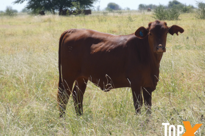 240 Xbred Steers & Heifers