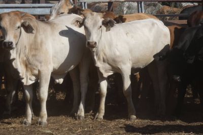 12-18 Decks of Brahman & Xbred Heifers