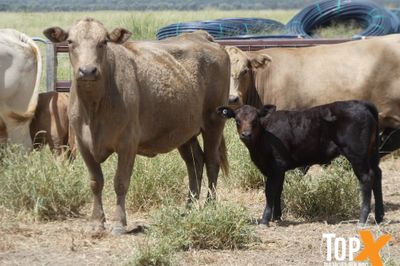 A+ 10/4 41 COWS & CALVES