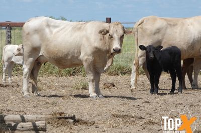 A+ 10/4 41 COWS & CALVES