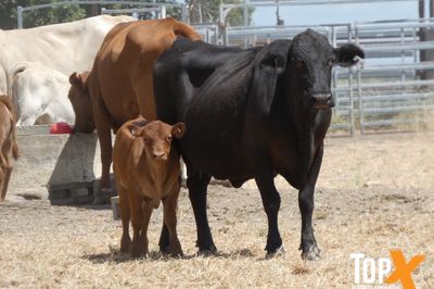 A+ 10/4 41 COWS & CALVES