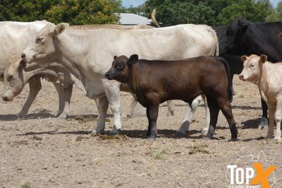 A+ 10/4 41 COWS & CALVES