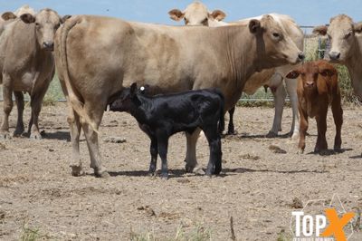 A+ 10/4 41 COWS & CALVES