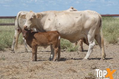 A+ 10/4 41 COWS & CALVES