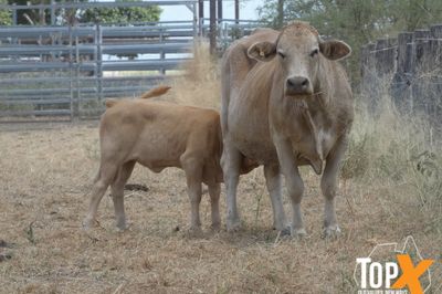 A+ 10/4 41 COWS & CALVES