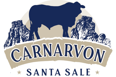 Carnarvon Santa Gertrudis Bull Sale