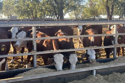 64 Vendor Bred Braford Cross Heifers