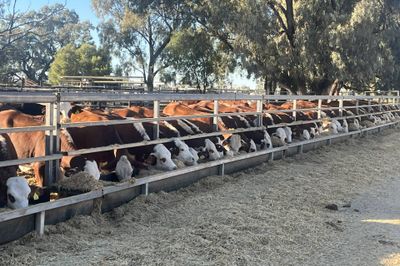 64 Vendor Bred Braford Cross Heifers