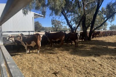 64 Vendor Bred Braford Cross Heifers