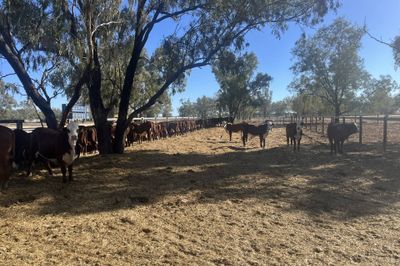 64 Vendor Bred Braford Cross Heifers