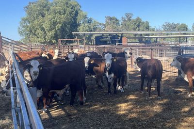 90 Vendor Bred Braford Cross Steers
