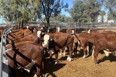 90 Vendor Bred Braford Cross Steers