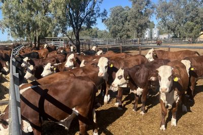 90 Vendor Bred Braford Cross Steers