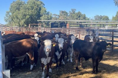 90 Vendor Bred Braford Cross Steers