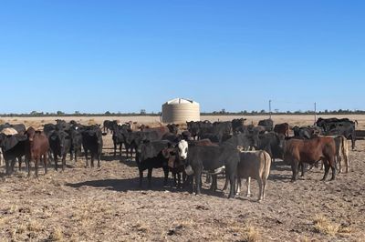 4 Decks Angus Cross Heifers