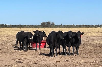 4 Decks Angus Cross Heifers