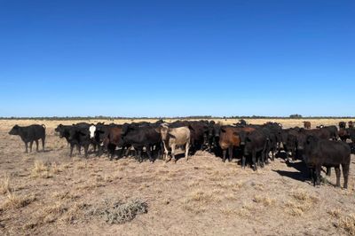 4 Decks Angus Cross Heifers