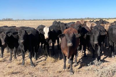 4 Decks Angus Cross Heifers