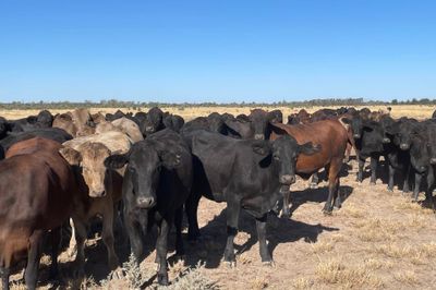4 Decks Angus Cross Heifers