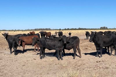 4 Decks Angus Cross Heifers