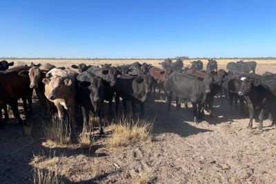 4 Decks Angus Cross Heifers