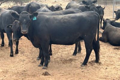 200 PTIC Angus Cross Heifers