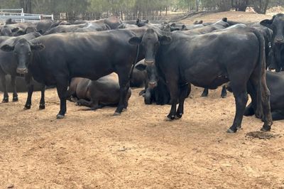 200 PTIC Angus Cross Heifers