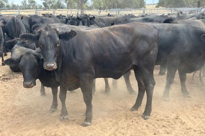 200 PTIC Angus Cross Heifers