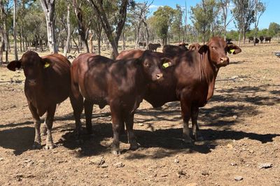 80 VGQ Santa Gertrudis Steers
