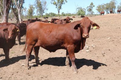 80 VGQ Santa Gertrudis Steers