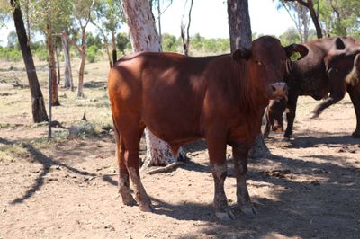 80 VGQ Santa Gertrudis Steers