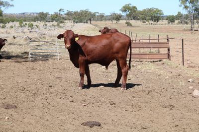 80 VGQ Santa Gertrudis Steers
