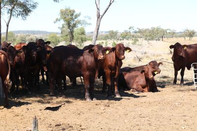 80 VGQ Santa Gertrudis Steers