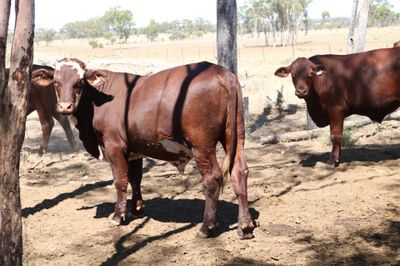 80 VGQ Santa Gertrudis Steers