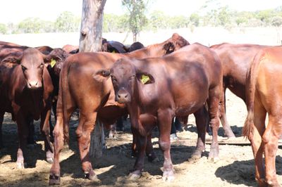 80 VGQ Santa Gertrudis Steers