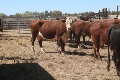 550 EU PTIC Santa/Hereford/BM & Hereford Cows